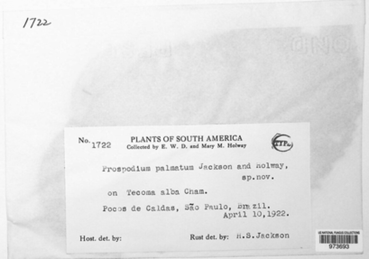 Prospodium palmatum image